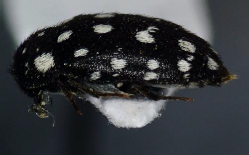 Attagenus punctatus